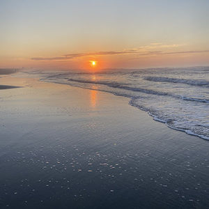 Meet your Posher, Ella